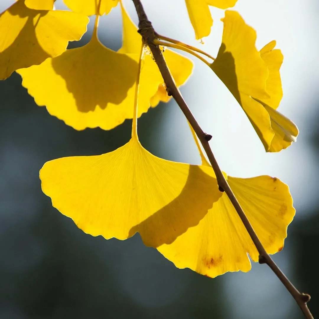 Yellow ginkgo leaves on a branch