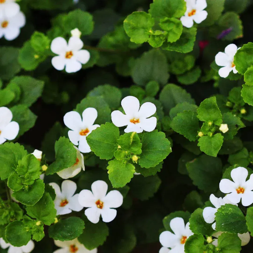 Bacopa monnieri plants with small white flowers