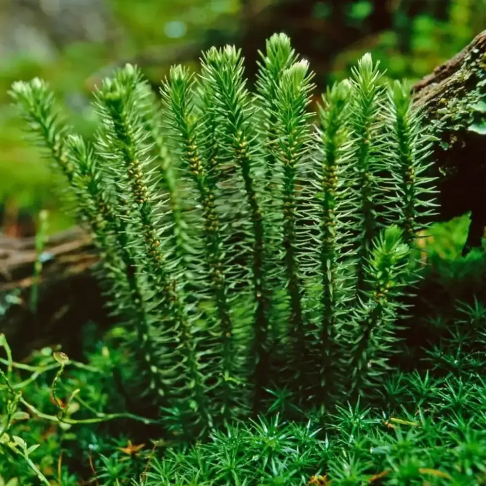 Huperzia serrata club moss