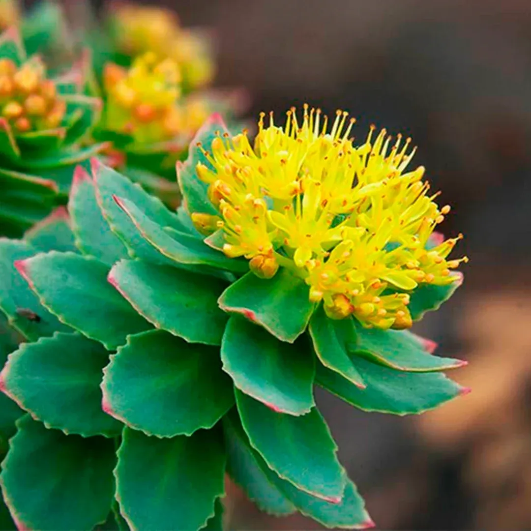 A flowering rhodiola rosea plant